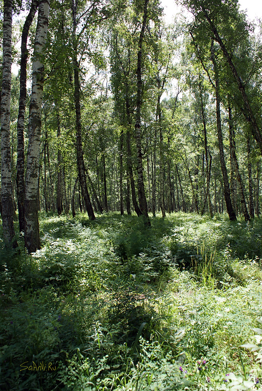 Академовский лес