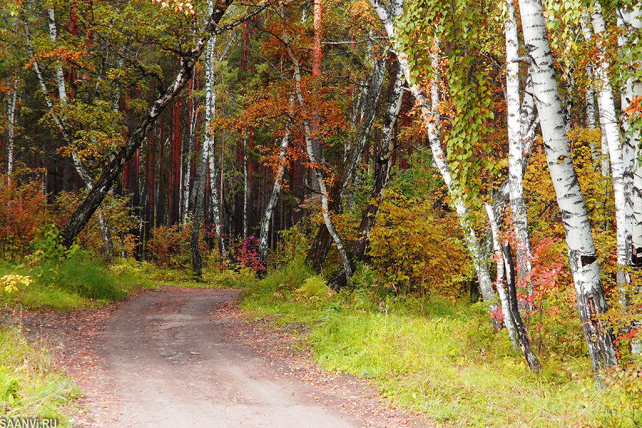 Осенний лес. Из фотосета: 'Осенняя..