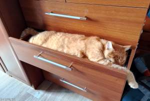 ��� �����